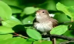 اولین صبح بهاریتان بخیر