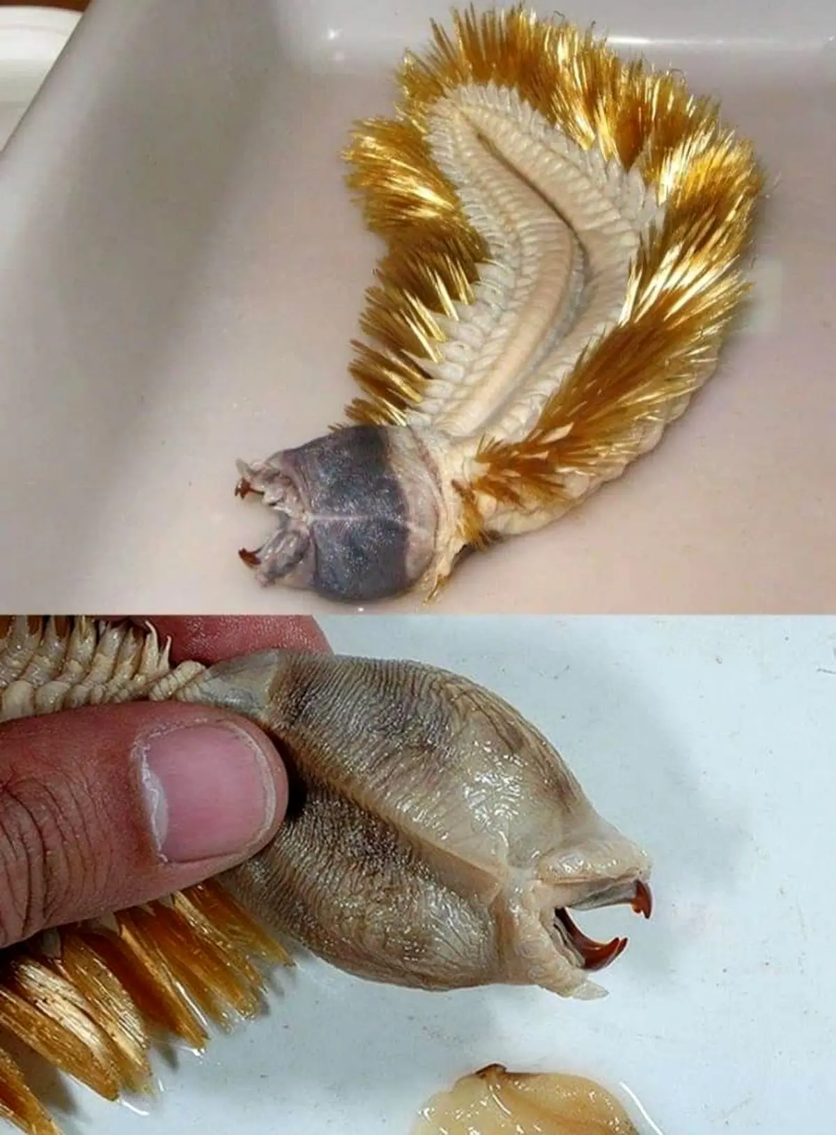 عجیب‌ترین موجودات روی زمین که شاید تا به حال ندیده اید! + تصاویر