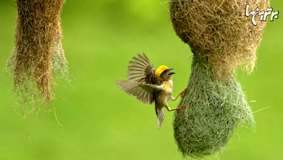 مهارت پرندگان را در لانه‌های زیبا و عجیبشان ببینید