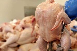 کشف ۲.۵ تن مرغ احتکاری در زاهدان