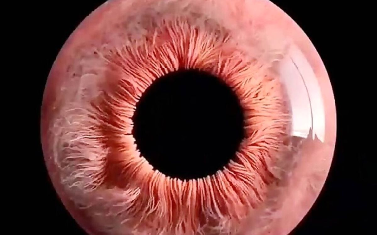 چشم انسان زیر میکروسکوپ/ ویدئو
