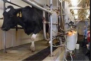 توافق صنایع لبنی با جهاد کشاورزی برای خرید شیر دامداران به قیمت جدید