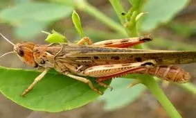 هجوم ملخ‌ های مراکشی به مزارع روستاهای سمیرم

