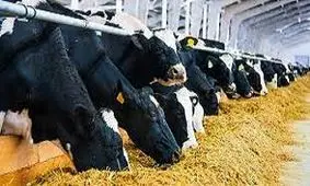 فرصت استثنایی بیمه دام‌ در خوزستان/ ویدئو