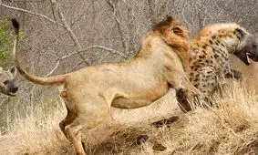 شیر نر سر یک کفتار را تا حد مرگ گاز گرفت/ ویدئو