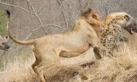 شیر نر سر یک کفتار را تا حد مرگ گاز گرفت/ ویدئو