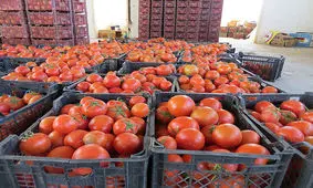 ویدئو «هدیه گوجه فرنگی رمضانی به عراقی‌ها» جعلی است