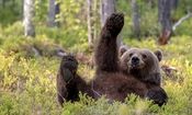 خنده‌دارترین لحظات «خرس‌ها» در حیات وحش/ تصاویر