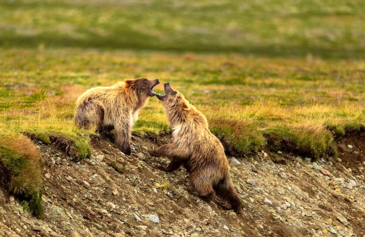 عکس | مبارزه خرس‌های قهوه‌ای در عکس روز نشنال جئوگرافیک