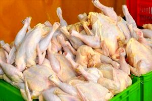 تامین گوشت مرغ مشهد در ایام نوروز بر عهده 5 فروشگاه است
