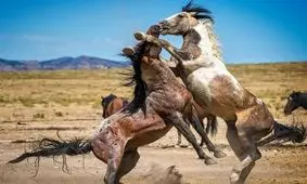 دیدنی‌های ایران در نوروز ۹۸ / روستایی ۱۰۰۰ ساله در کنار دشت اسب‌های وحشی