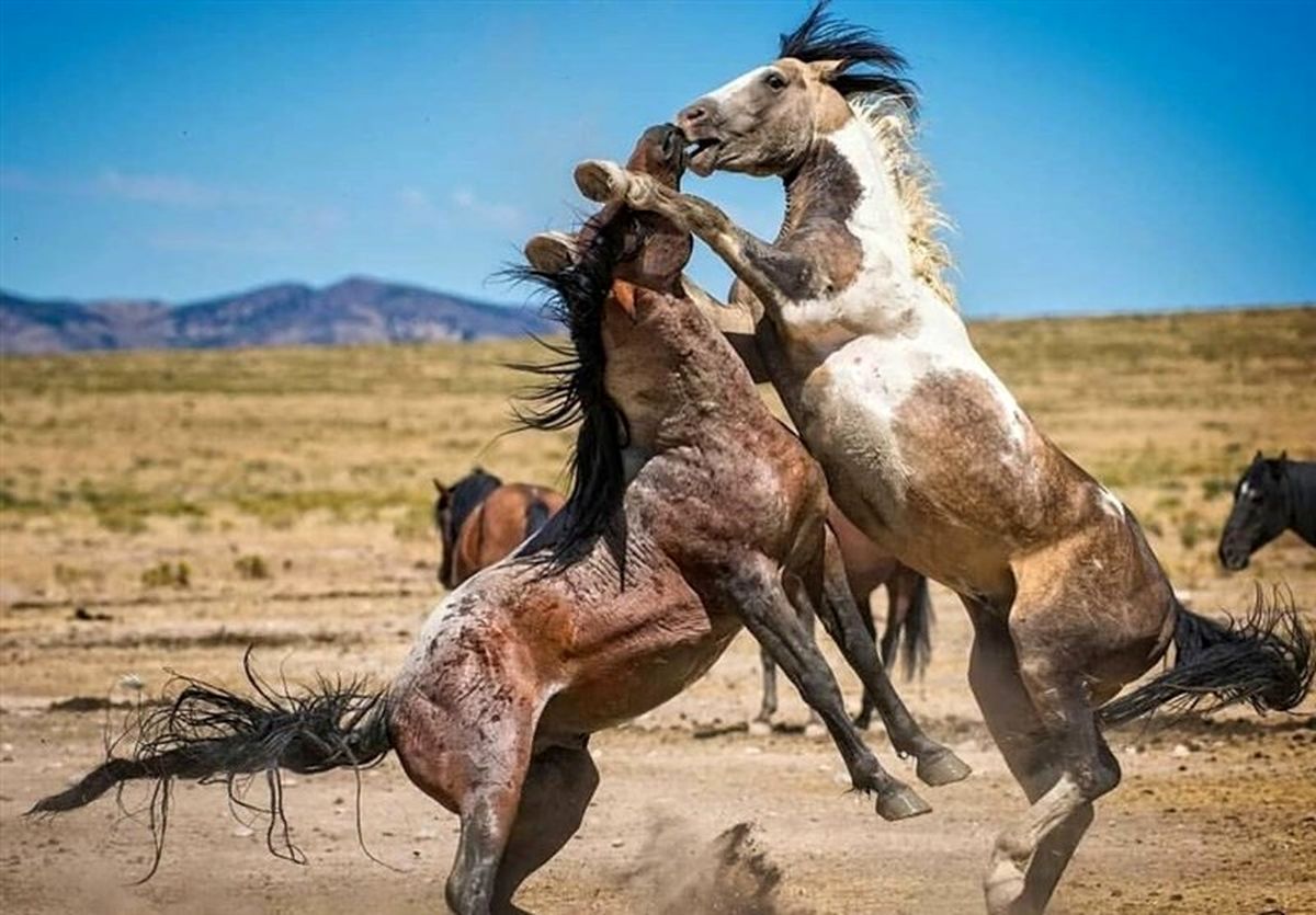 دیدنیهای ایران در نوروز ۹۸ / روستایی ۱۰۰۰ ساله در کنار دشت اسبهای وحشی