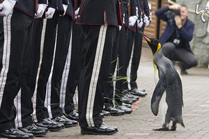 حیوانات عجیبی که درجه و افتخارات بالای نظامی دارند! + تصاویر