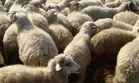 سومین کشتی تأمین دام وارد کشور شد