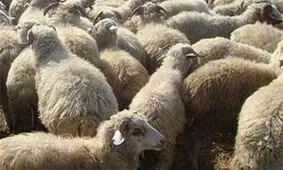 سومین کشتی تأمین دام وارد کشور شد