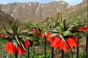 سرسبزترین منطقه خوانسار کجاست؟ + تصاویر