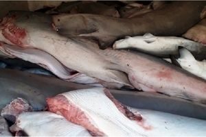 ۸۵ قطعه کوسه ماهی نادر از قاچاقچیان کشف و ضبط شد