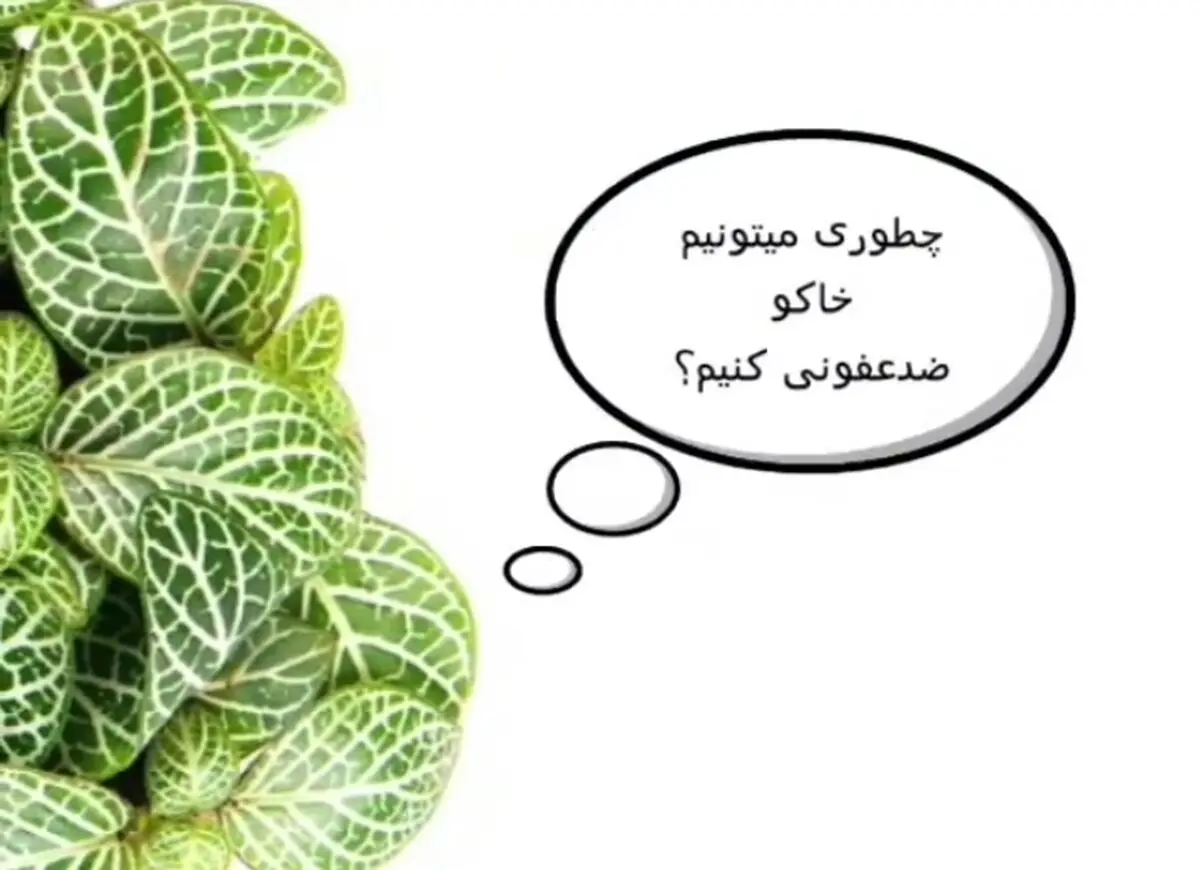 نحوه ضدعفونی کردن خاک گلدانها