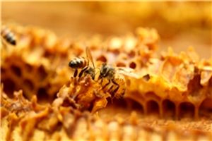 زنبور عسل هر ثانیه 200 بار بال می‌زند