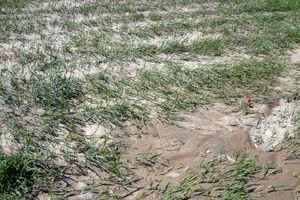 بارش های سیل آسا به مزارع کشاورزی ایلام خسارت زد