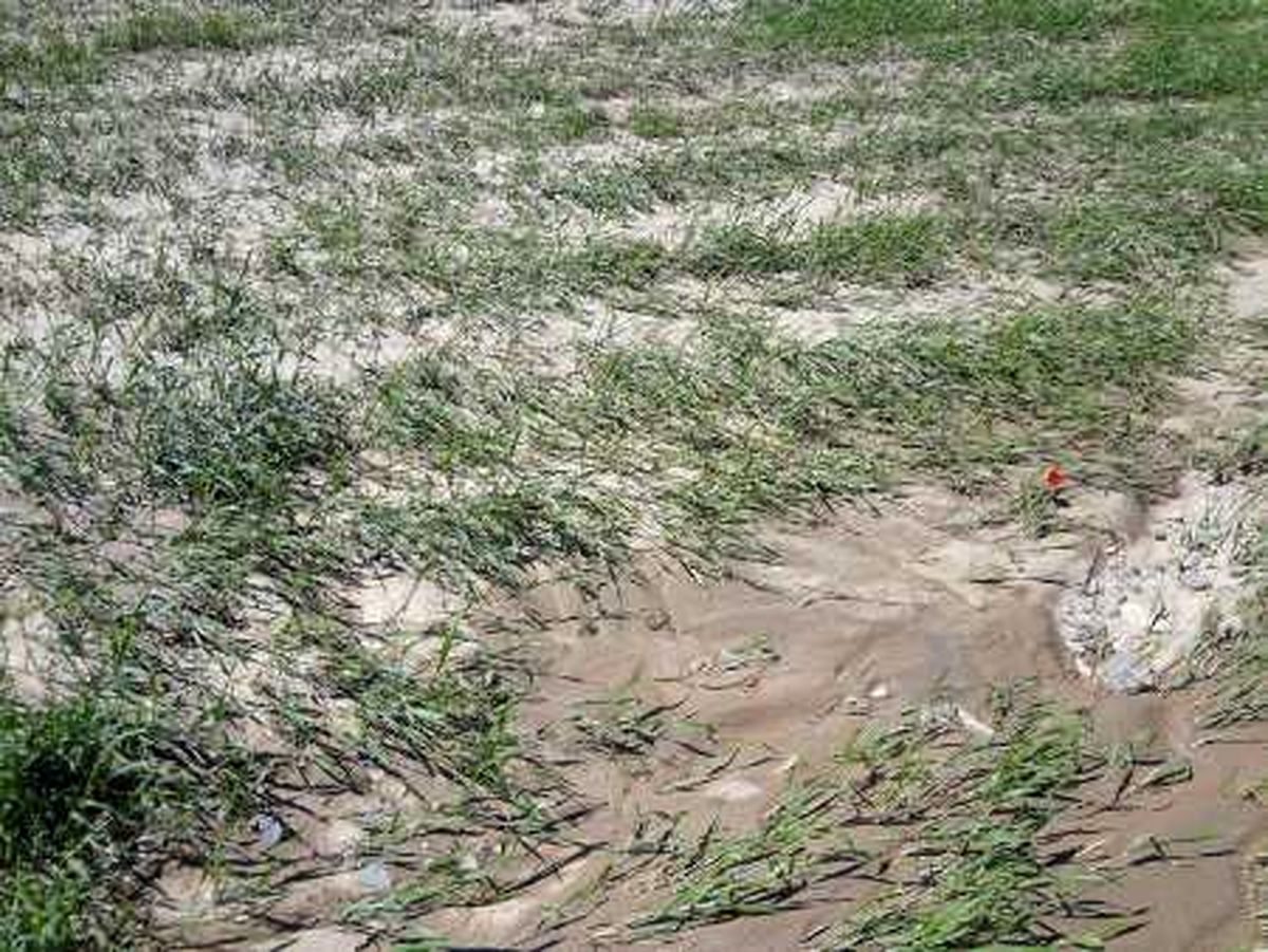 بارش های سیل آسا به مزارع کشاورزی ایلام خسارت زد
