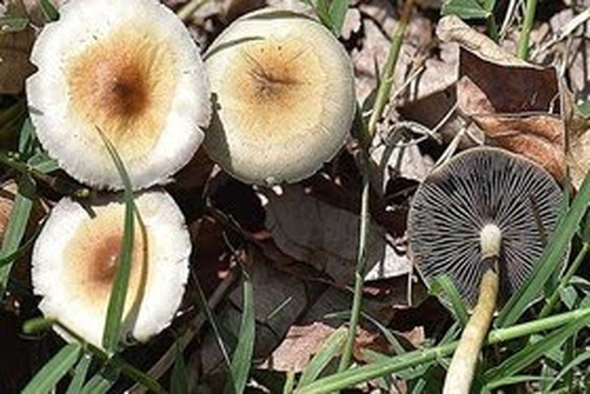 خطر قارچ‌های سمی در کمین مسافران و مردم محلی