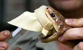 ایجاد فضای طبیعی تکثیر و پرورش مارهای سمی در موسسه رازی