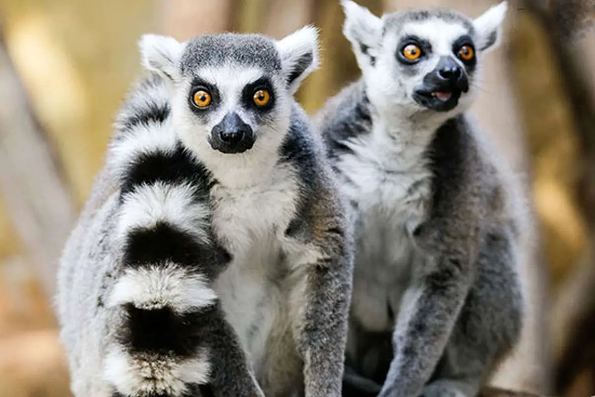 حقایقی جالب و باورنکردنی درباره حیوانات که بدون شک شما را حیرت زده خواهد کرد