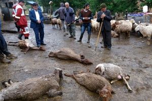 ۵۰ راس گوسفند در اثر بارش شدید باران در بستان‌آباد تلف شدند