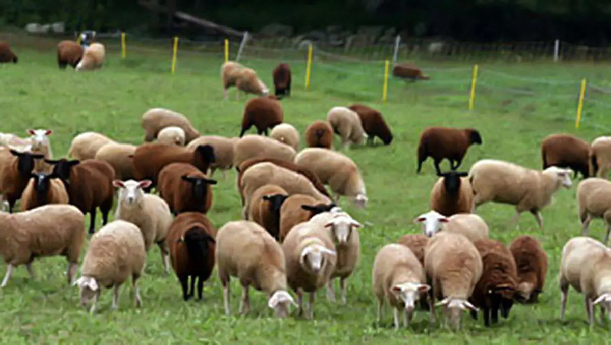 4000 رأس دام به سیل‎زدگان گلستانی اهدا می‎شود/ ایجاد 3 هزار شغل برای مردم سیل‎زده گلستان