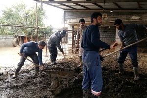 گلایه مردم روستای رکن‌کلا سیمرغ از مسئولان دامپزشکی