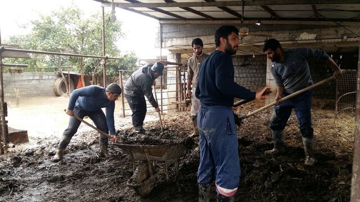 گلایه مردم روستای رکن‌کلا سیمرغ از مسئولان دامپزشکی