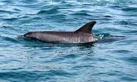 دومین دلفین کشف شده در رودخانه کارون پس از سیل!+ویدئو