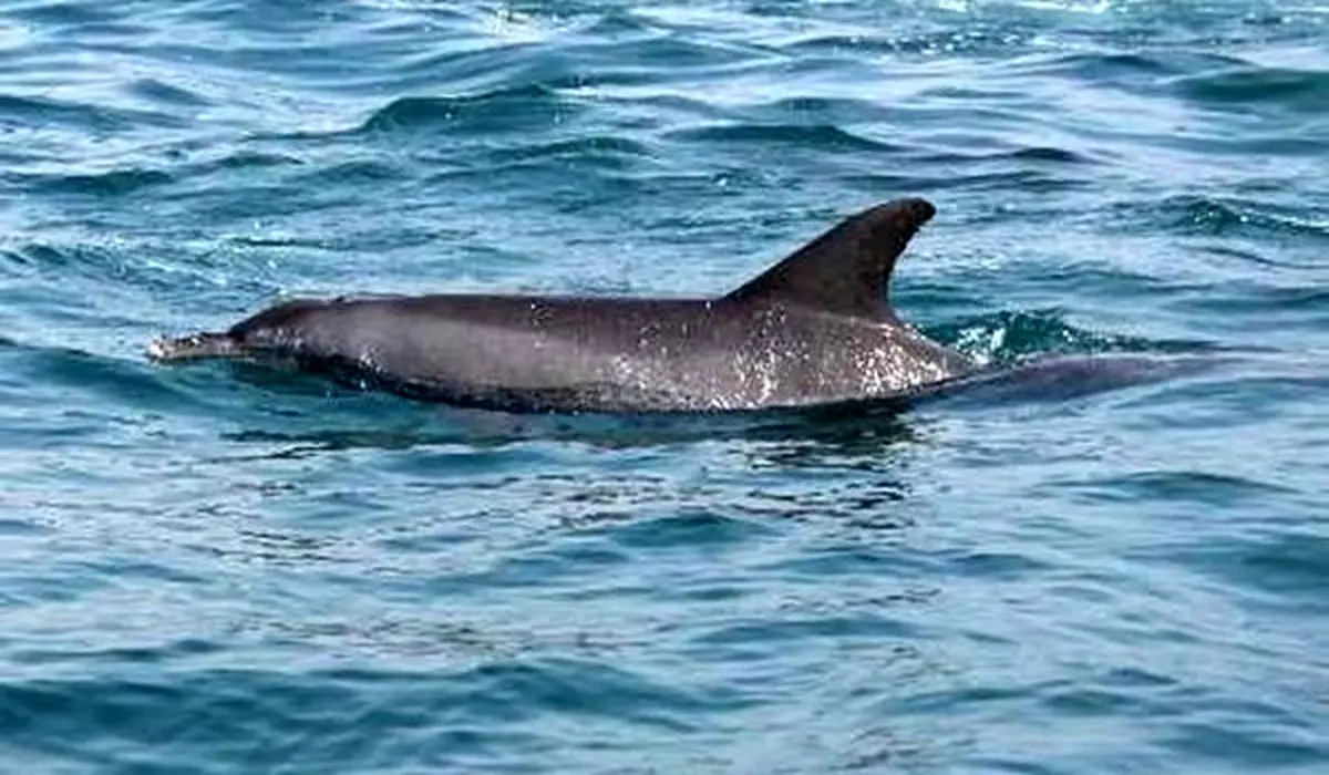 دومین دلفین کشف شده در رودخانه کارون پس از سیل!+ویدئو