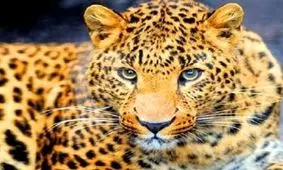 پلنگ هندی سر از شیراز درآورد!+ویدئو