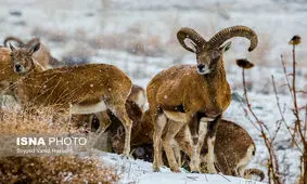 مرگ تعدادی قوچ و میش‌ در پارک ملی گلستان