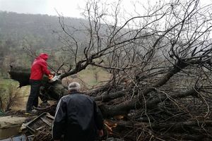 سقوط درخت تنومند بلوط بر روی خانه روستایی+تصاویر