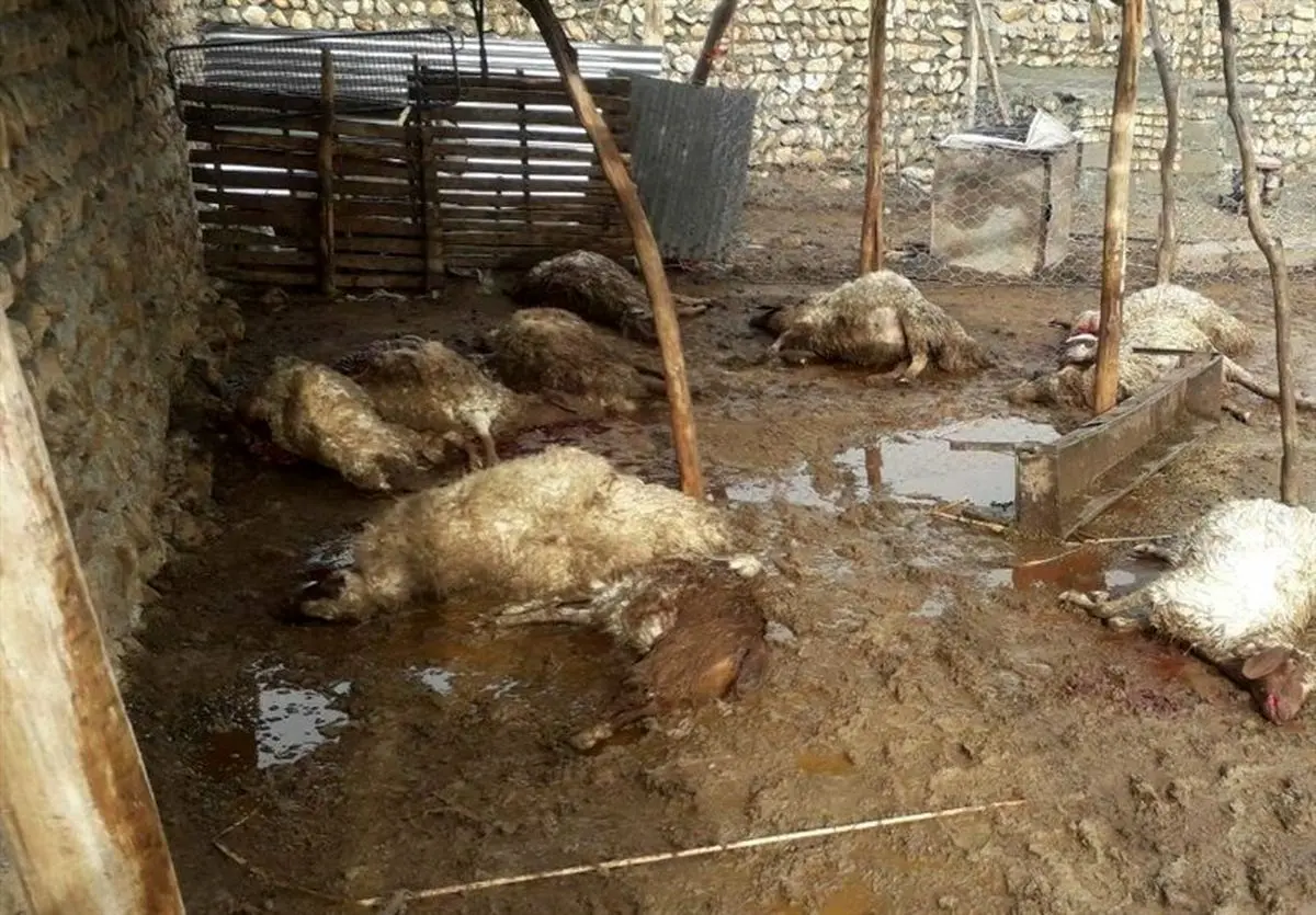 ۱۲ رأس دام و هزار قطعه طیور در مناطق سیل‌زده خوزستان تلف شدند