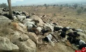 تلف شدن ۶۳ راس دام در روستای اصغر آباد بخش اشترینان بر اثر سیلاب+ویدئو