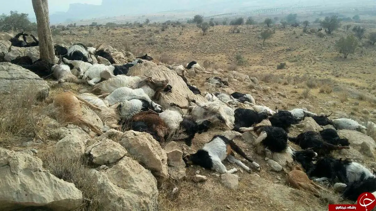 تلف شدن ۶۳ راس دام در روستای اصغر آباد بخش اشترینان بر اثر سیلاب+ویدئو
