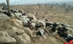 تلف شدن ۶۳ راس دام در روستای اصغر آباد بخش اشترینان بر اثر سیلاب+ویدئو