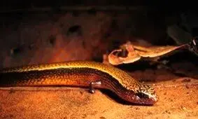 کشف روش عجیب تولیدمثل نوعی مارمولک در استرالیا