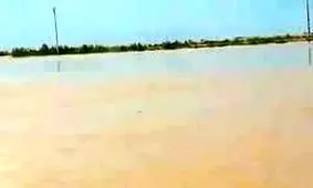 مشاهده دلفین در کارون تایید شد