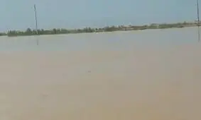 مشاهده دلفین در کارون تایید شد