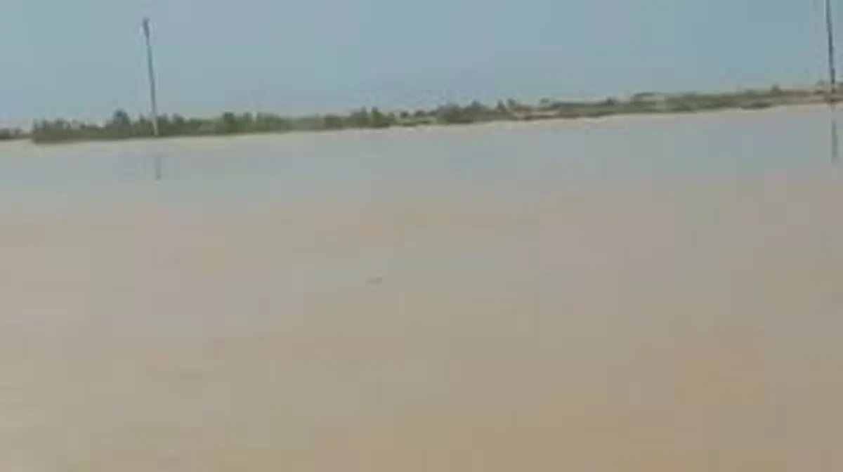 مشاهده دلفین در کارون تایید شد