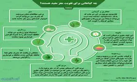 گیاهانی که برای تقویت مغز مفید هستند