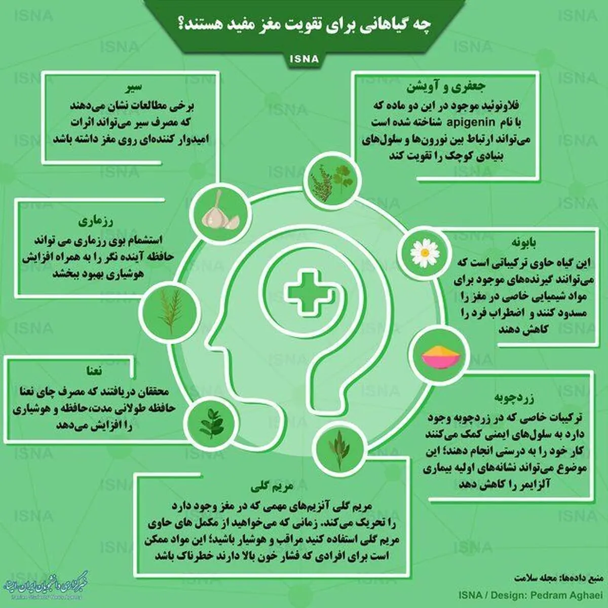 گیاهانی که برای تقویت مغز مفید هستند