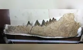 کشف موجودی عجیب در پرو + عکس