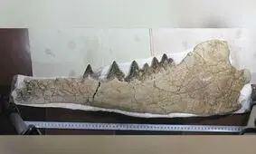 کشف موجودی عجیب در پرو + عکس