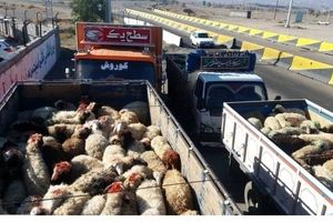 کشف ۱۱۲ رأس گوسفند قاچاق در زنجان